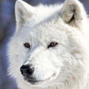 Meet your Posher, Sarai